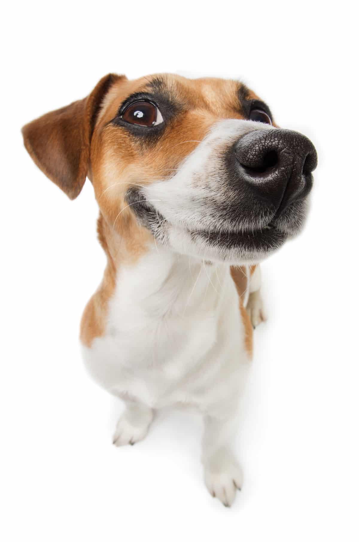 Dog Training Gold Coast Dog Behaviour Specialists SitDropStay