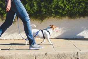 tips-for-waliking-your-dog