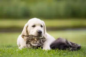 cats-and-dogs