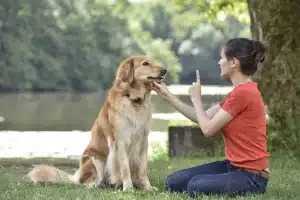 Dog-training-tips