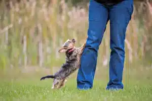 stop-dog-jumping