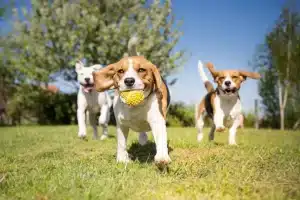 Taking-Your-Dog-To-The-Park