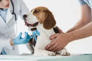 vaccinating-dogs