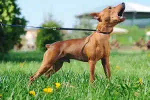how-to-stop-dogs-barking