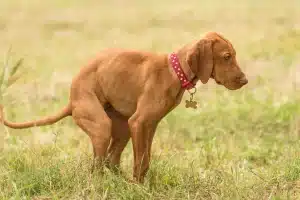 my-dog-eats-poo