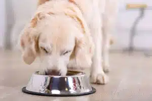 dog-eating-disorders