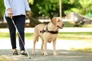 seeing-eye-dogs