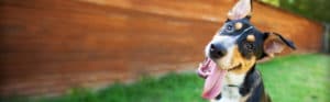 Dog-training jpg