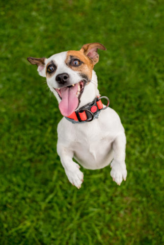 Excited-Jack-Russell