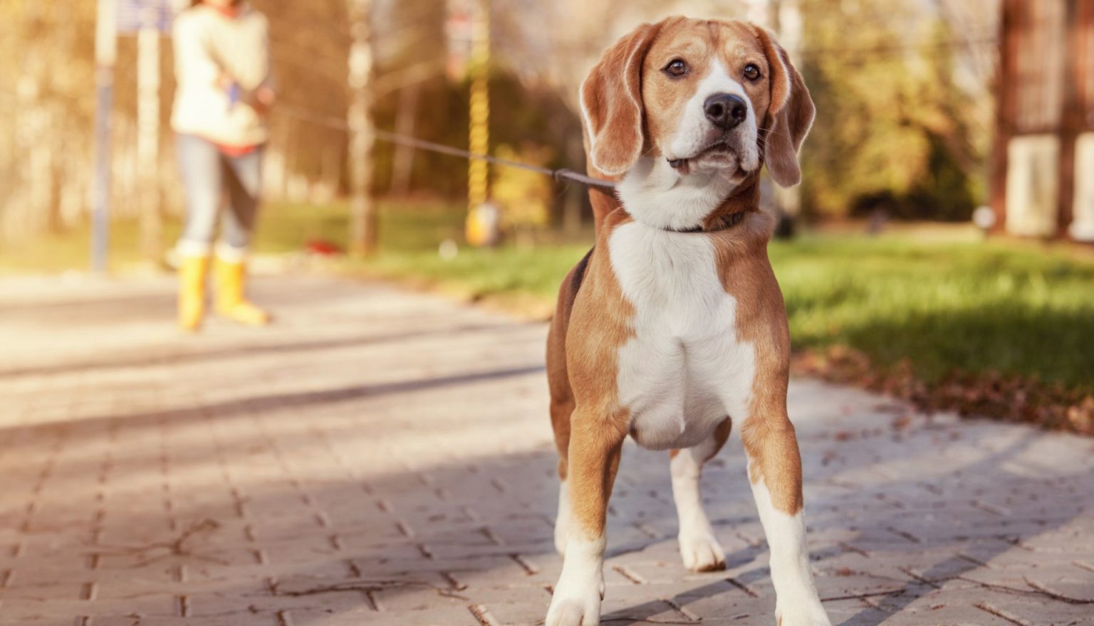 Private dog trainer tewswestcoast