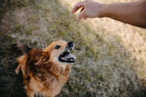 How-does-your-dog-feel-about-you