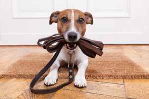 Dog-Obedience-Training-Tips-image
