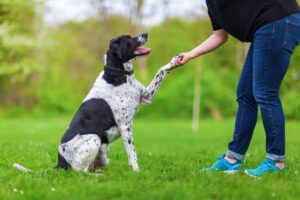 dog-training-melbourne