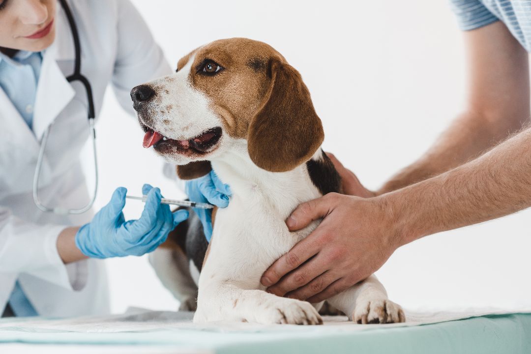 how often should i vaccinate my dog
