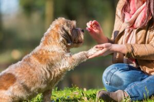 positive-dog-training