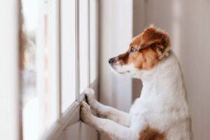 seperation-anxiety-in-dogs