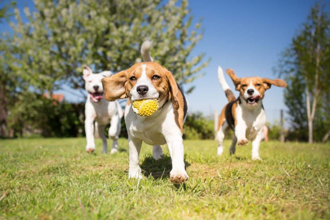 taking_your_dog_to_the_park