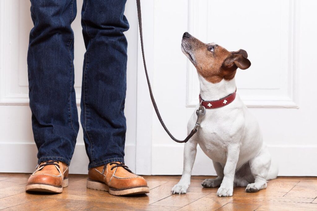 The-Benefits-Of-In-Home-Dog-Training