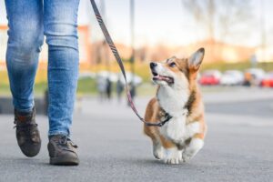 walking-your-dog