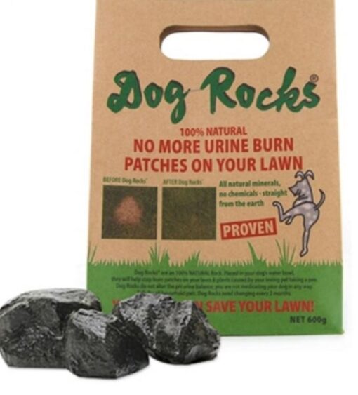 dog-rocks-image