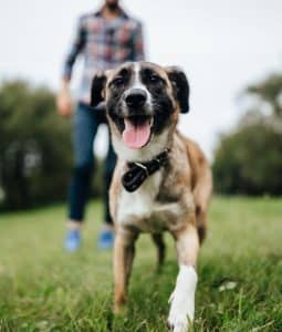 ways-to-challenge-dog