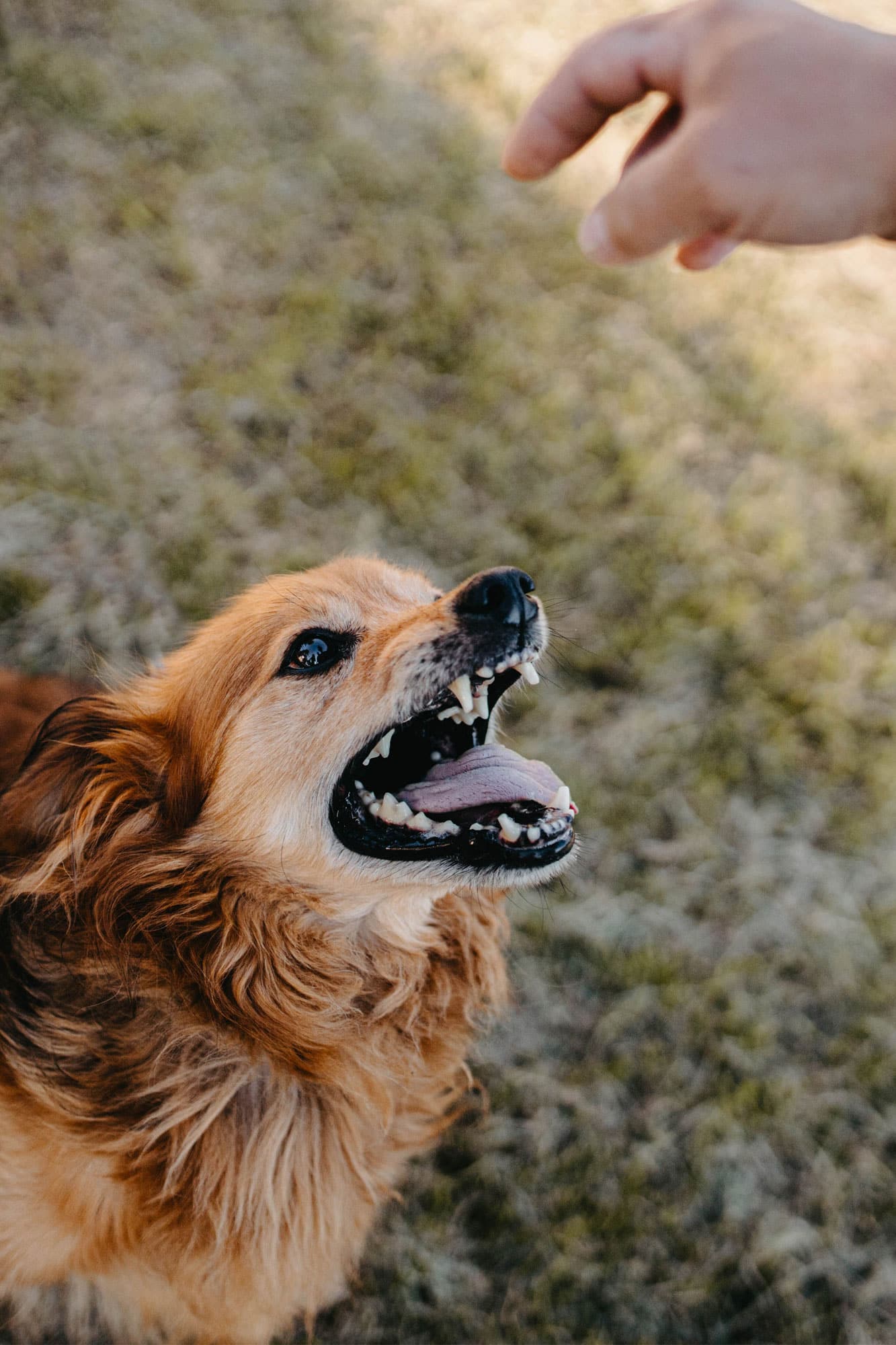 dog-behaviour-training-image