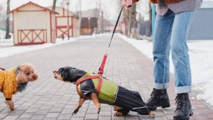 Reactive Dog Training Adelaide